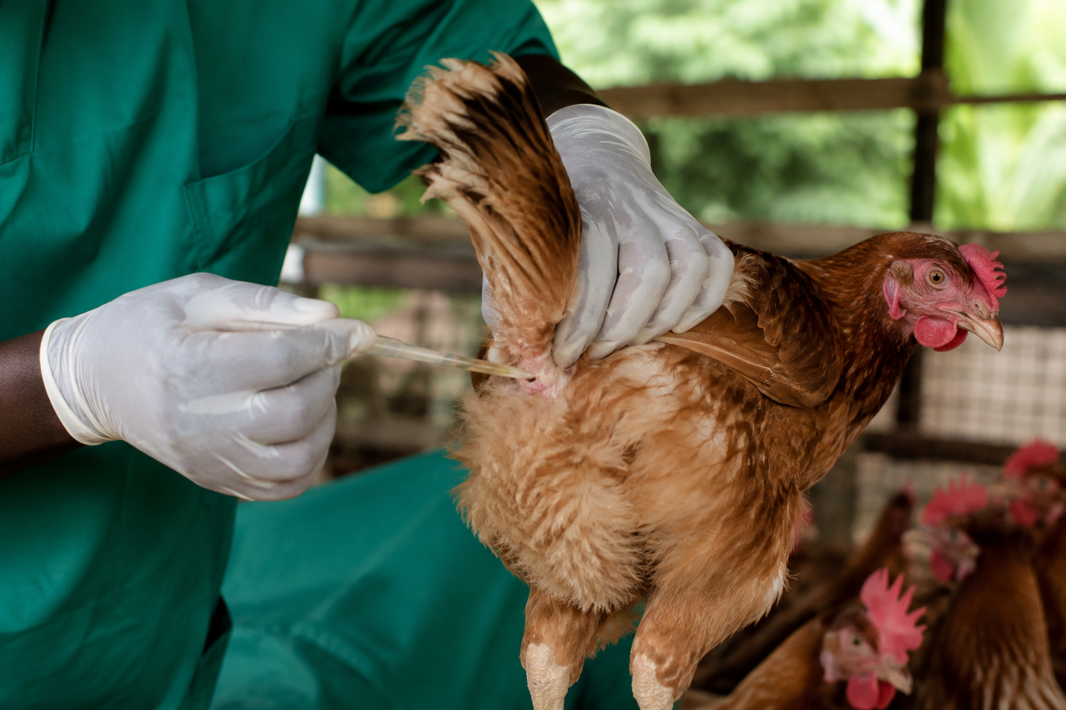 ARTIFICIAL INSEMINATION IN POULTRY: THE SMART PATH TO BETTER BREEDING